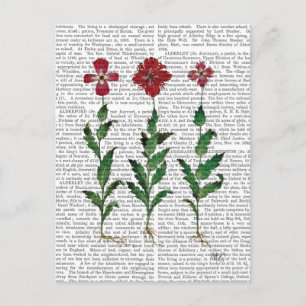Carte Postale Italian Carnation 1