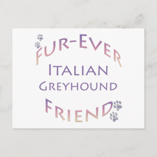 Carte Postale Italian Greyhound pour toujours