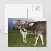 Carte Postale Italie, Alto Adige (Devant / Derrière)