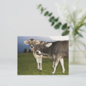 Carte Postale Italie, Alto Adige (Debout devant)