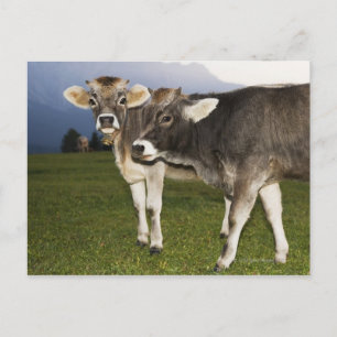 Carte Postale Italie, Alto Adige