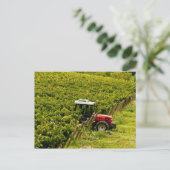 Carte Postale Italie, Toscane, Greve. Cueilleurs au travail pend (Debout devant)