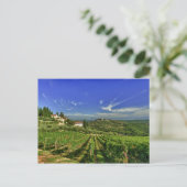 Carte Postale Italie, Toscane, Greve. Les vignobles du Castello (Debout devant)