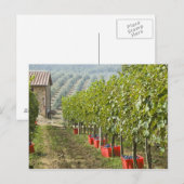 Carte Postale Italie, Toscane, Montalcino. Bonnets de cueillette (Devant / Derrière)