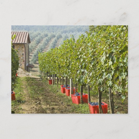 Carte Postale Italie, Toscane, Montalcino. Bonnets de cueillette (Devant)