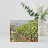 Carte Postale Italie, Toscane, Montalcino. Bonnets de cueillette (Debout devant)