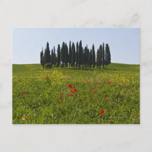 Carte Postale Italie, Toscane, Val D'Orcia, Paysage