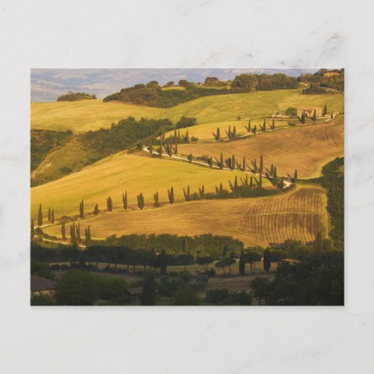 Carte Postale Italie, Toscane, ZigZag Road en Toscane. (Devant)