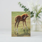 Carte Postale Itchy Foal (Debout devant)