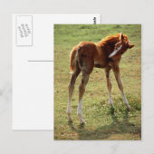 Carte Postale Itchy Foal (Devant / Derrière)