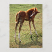 Carte Postale Itchy Foal (Devant)