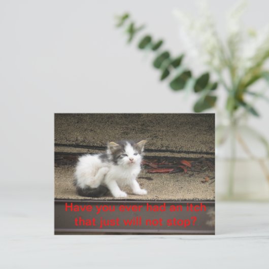 Carte Postale Itchy Kitten (Debout devant)