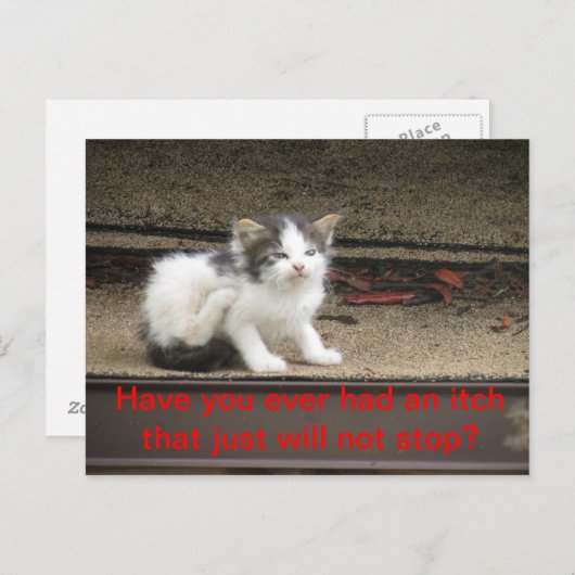 Carte Postale Itchy Kitten (Devant / Derrière)