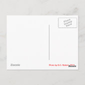 Carte Postale Itchy Kitten (Dos)