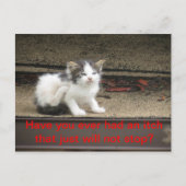 Carte Postale Itchy Kitten (Devant)
