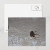 Carte Postale Itsy Bitsy Spider (Devant / Derrière)