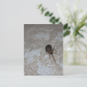 Carte Postale Itsy Bitsy Spider #3 (Debout devant)