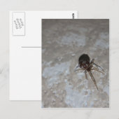 Carte Postale Itsy Bitsy Spider #3 (Devant / Derrière)
