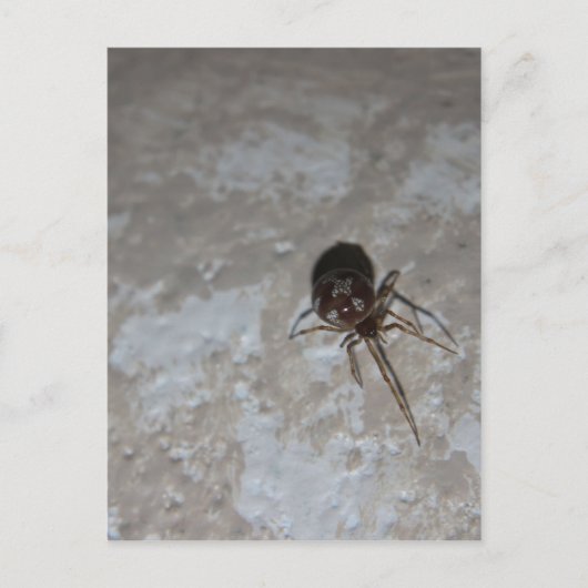 Carte Postale Itsy Bitsy Spider #3 (Devant)