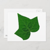 Carte Postale Ivy (Devant / Derrière)