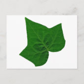 Carte Postale Ivy (Devant)