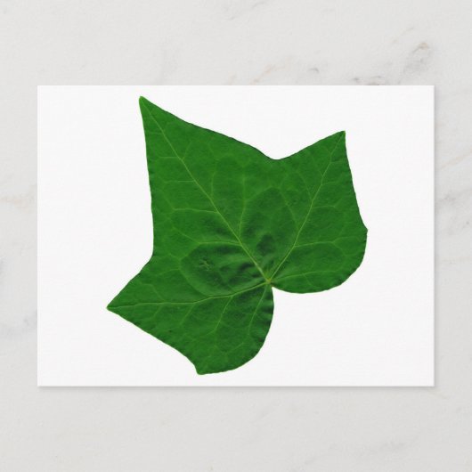 Carte Postale Ivy (Devant)