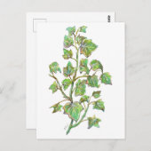 Carte Postale Ivy anglais (Devant / Derrière)