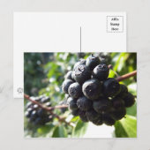 Carte postale Ivy Berries (Devant / Derrière)