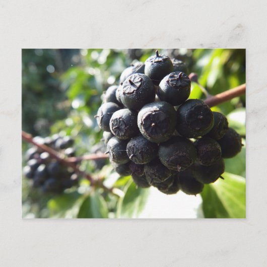 Carte postale Ivy Berries (Devant)