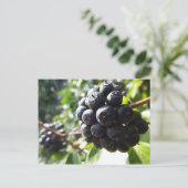 Carte postale Ivy Berries (Debout devant)