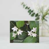 Carte postale Ivy en Algérie (Debout devant)