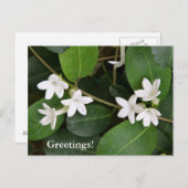 Carte postale Ivy en Algérie (Devant / Derrière)