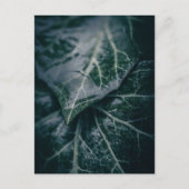 Carte Postale Ivy Floral Nature Photo (Devant)