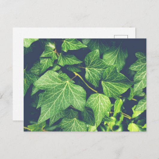 Carte postale Ivy Leaf Green Feuilles (Devant / Derrière)