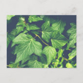 Carte postale Ivy Leaf Green Feuilles (Devant)