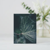 Carte Postale Ivy Leaf Nature Photo (Debout devant)
