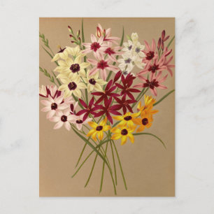 Carte Postale Ixias hybrides par Arentina Hendrica Arendsen