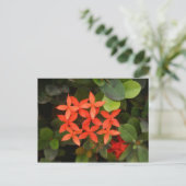 Carte Postale Ixora Coccinea - Fleurs rouges (Debout devant)