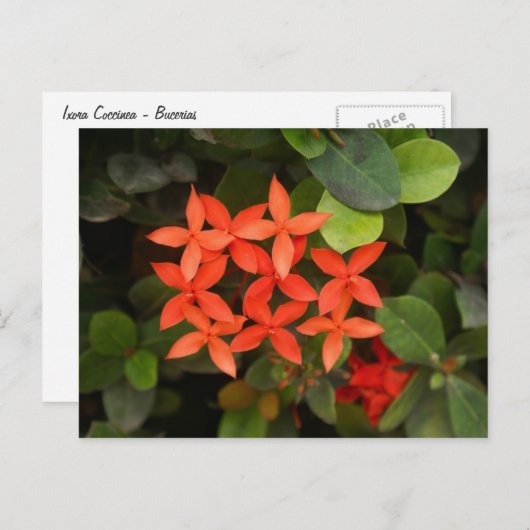Carte Postale Ixora Coccinea - Fleurs rouges (Devant / Derrière)
