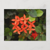 Carte Postale Ixora Coccinea - Fleurs rouges (Devant)