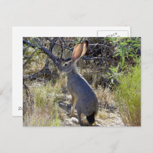 CARTE POSTALE J C K R A B I T (Devant / Derrière)