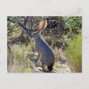 CARTE POSTALE J C K R A B I T