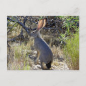 CARTE POSTALE J C K R A B I T (Devant)