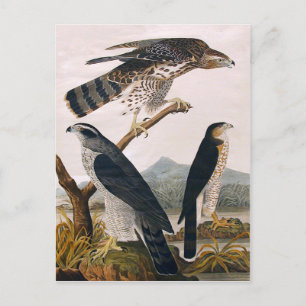 Carte Postale J.J. Audubon (Goshawk, Stanley Hawk) (1829)