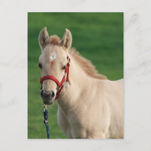 Carte Postale Jac (Devant)