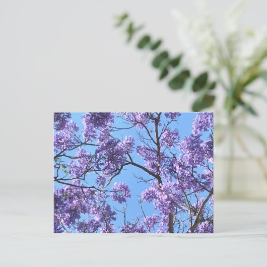 Carte Postale Jacaranda (Debout devant)