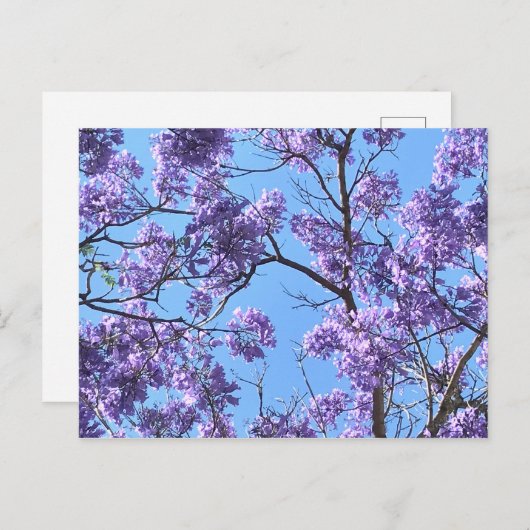 Carte Postale Jacaranda (Devant / Derrière)