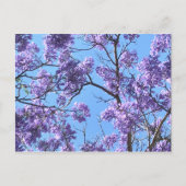 Carte Postale Jacaranda (Devant)