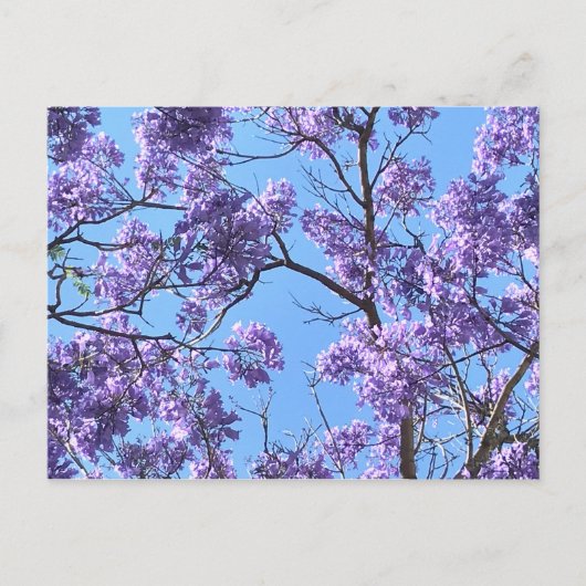 Carte Postale Jacaranda (Devant)