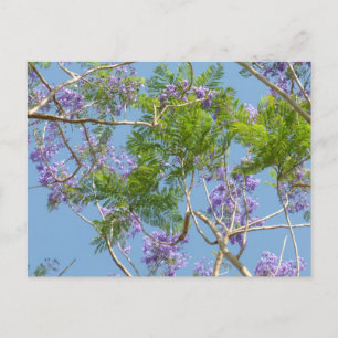 Carte Postale jacaranda à fleurs violettes contre ciel bleu